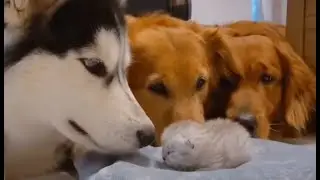 Husky and Golden Retrievers Meeting Their Best Friends Newborn Kitten