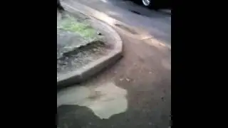 Зяблики дерутся во дворе чисто конкретно.