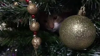 Вероятно невероятная сказка