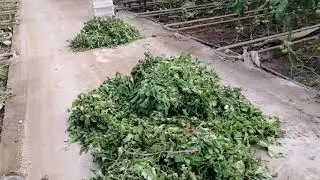 Domates te mildiyö ve neden video gelmiyor?