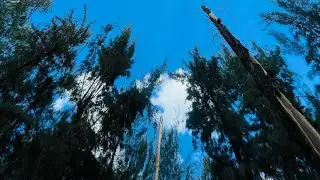 Encontramos un tren en medio de un bosque #bosque ￼#misterio #leongto #locomotora