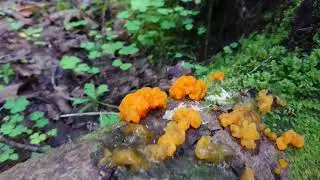 По грибы/Дрожалка оранжевая