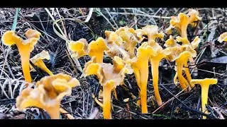 Cantharellus lutescens octubre 2018