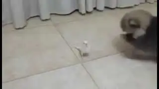 Cute little puppy play with bird