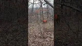 Вальдшнеп в новом году