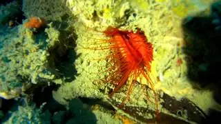 Elektrická disko mušle - Disco clam
