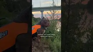 Купаться - самое любимое 🌊🐶