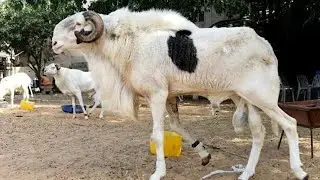 اضخم واغرب  فصائل الاغنام حول العالم (لن تصدق انهم موجودون بالفعل )