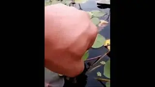 Freeing a water Lily from hair algae. Satisfying result!