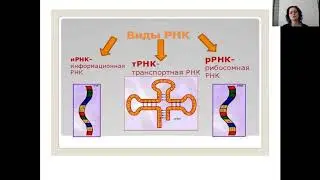ЕГЭ. Нуклеиновые кислоты