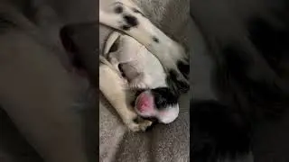 #sleepingpuppy #newbornpuppy #puppylove #nursery #dog #englishsetter #newborndog