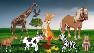 ANIMALS IN THE WILD - ZEBRA, DOLPHIN, RHINO, ANIMALS WORLD, ANIMALS