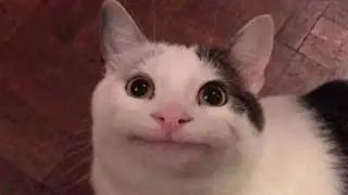 Beluga Face Reveal (channel tralier)