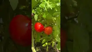 Томат Софа от Партнера. Урожайный, детерминантный