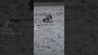 щенок/немецкий боксер/ Лейла