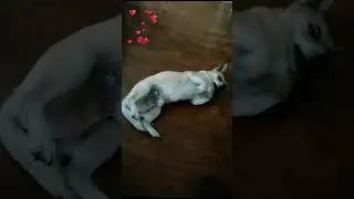 Look what I can do🤪❤️🥰 #animals #pets #funnyvideo #dog #doglover