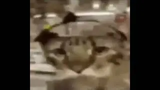 Cat jams out to the digimon theme