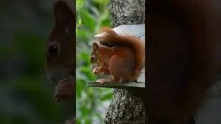 Mouse galhery 