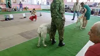 Вторая выставка второй диплом нашей Бусинки!!!!