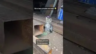 САМАРА!Нужно пристроить котенка. Было 5 малышей,троих отдала. Остался  рыжий мальчик и серая девочка