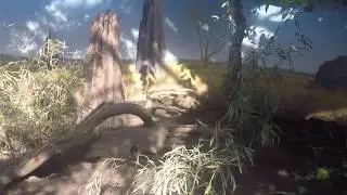 Echidna Walking (Slow Motion Animation Reference)