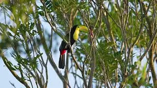 Keel-Billed Toucan,  Toucan à Carène, Yucantan Peninsula