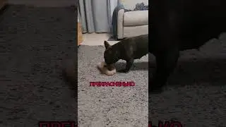 Маленькая наглая жопка ))))