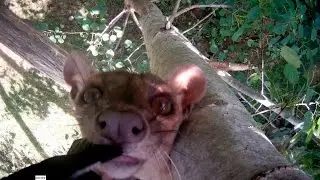 fossa mayhem
