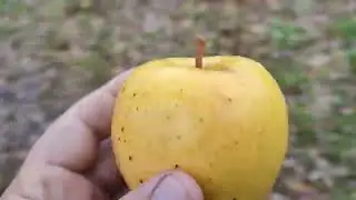 Новинка! Яблоня сорт зимний Голден Парси Да Роса (apple Golden Parsi Da Rosa). Дегустация
