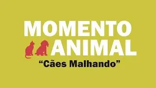 Cães Malhando - Momento Animal