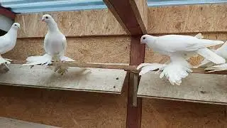 Бойные голуби. Мои белые моздокские.