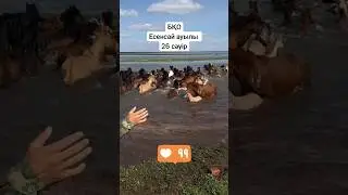 Жылкылар суга кетип жатыр Орал #horse #shorts #short #reels #mz