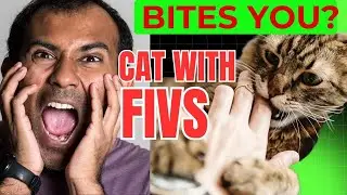 What Happens If a Cat with FIV Bites You? 