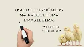 Percepções sobre o uso de hormônios na avicultura brasileira: um mito a ser esclarecido