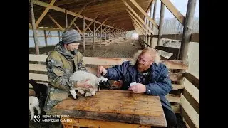 Начался весенний окот
