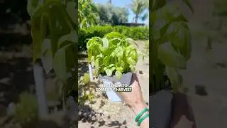 Game Changer Tips for your Basil 🌱 How to harvest it correctly 💚 