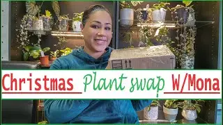 Christmas Plant Swap With Plant Therapy/Mona 