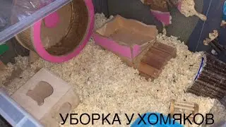 УБОРКА у хомяков 💜