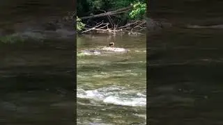 River Buddies