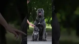Ready for a photo shoot 📸😍 #canecorso #corsopups