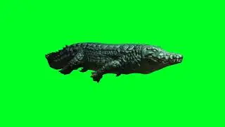 Crocodile Swim Green Screen Video | Hassas Technical