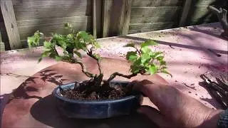 7 Trunk Ash Clump Style Bonsai  Update April 2019