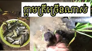 ដេីរចាប់ក្ដាម ចាប់ត្រី ច្រេីនណាស់!