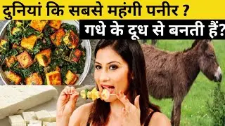 World most expensive Cheese?Top 5 Amazing facts 
