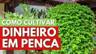 DINHEIRO EM PENCA - COMO CULTIVAR ESSA PLANTA LINDA QUE ATRAI PROSPERIDADE! CANAL MEU QUINTAL