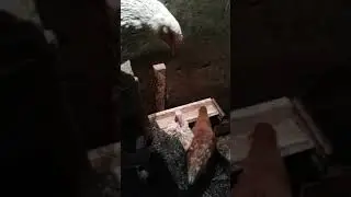 Хозяйство 1 января 2018 год.