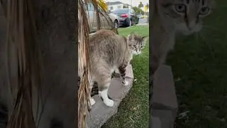 Cute Cat was So Friendly and Sweet! #cat #cute #animals #cats #kitty #shorts