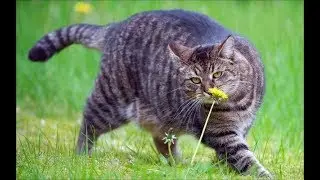 КОТИКИ●ПРИКОЛЫ С ЖИВОТНЫМИ●ПРИКОЛЫ С КОТАМИ●КОТИКИ ПРИКОЛЫ●СМЕШНЫЕ КОТЫ
