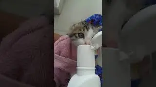 kittens drink milk from bottle