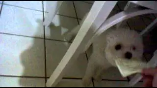 Mila e o papel :P